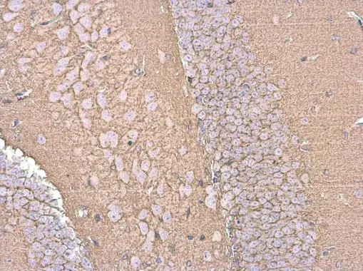 EAAT2 antibody
