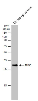 MPZ antibody