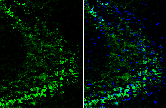 Neurogranin antibody detects Neurogranin protein by immunohistochemical analysis. Sample: Frozen-sectioned mouse hippocampus. Green: Neurogranin stained by Neurogranin antibody (GTX134074) diluted at 1:250. Blue: Fluoroshield with DAPI (GTX30920).