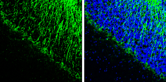 NF-L antibody detects NF-L protein by immunohistochemical analysis. Sample: Frozen-sectioned mouse cerebellum. Green: NF-L stained by NF-L antibody (GTX134075) diluted at 1:100. Blue: Fluoroshield with DAPI (GTX30920).