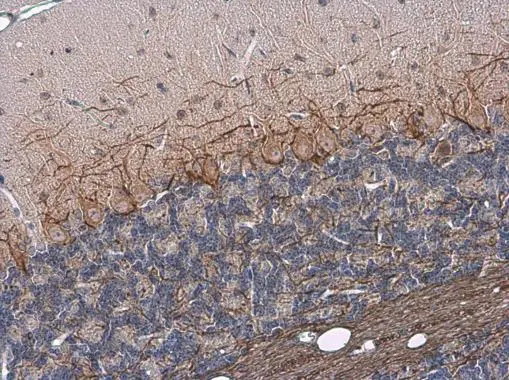 NF-L antibody detects NF-L protein at cell membrane and cytoplasm by immunohistochemical analysis. Sample: Paraffin-embedded mouse cerebellum. NF-L stained by NF-L antibody (GTX134075) diluted at 1:1500.
 Antigen Retrieval: Citrate buffer, pH 6.0, 15 min