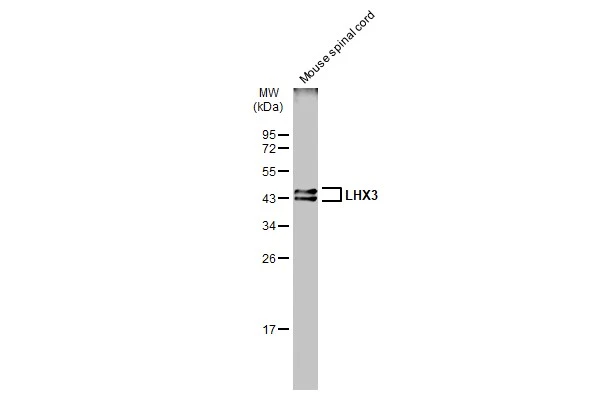 LHX3 antibody
