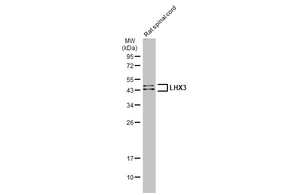 LHX3 antibody