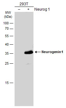 Neurogenin 1 antibody
