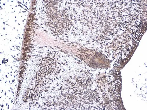 Neurogenin 1 antibody