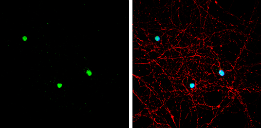 Neurogenin 1 antibody