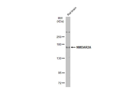 NMDAR2A antibody