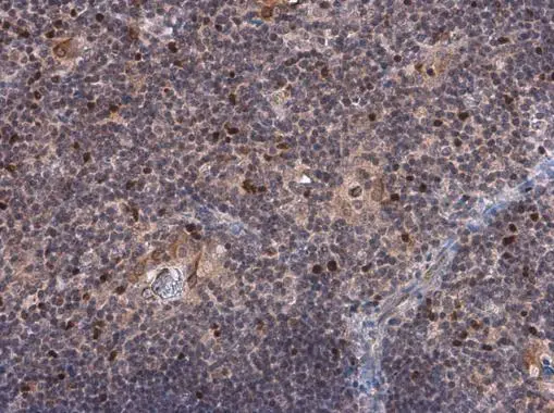 TBR2 / Eomes antibody
