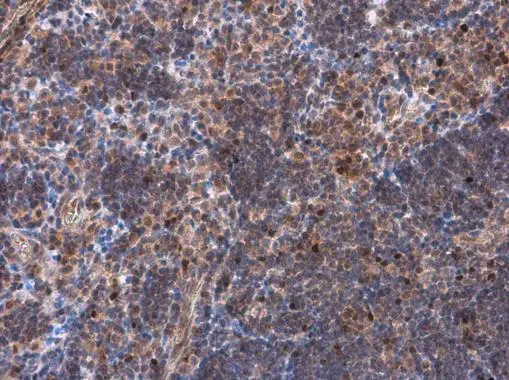 TBR2 / Eomes antibody