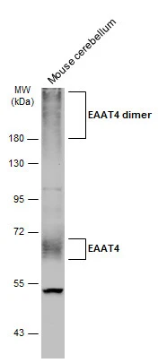EAAT4 antibody