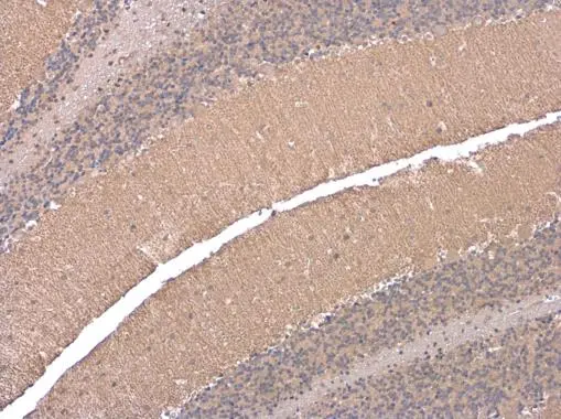 EAAT4 antibody