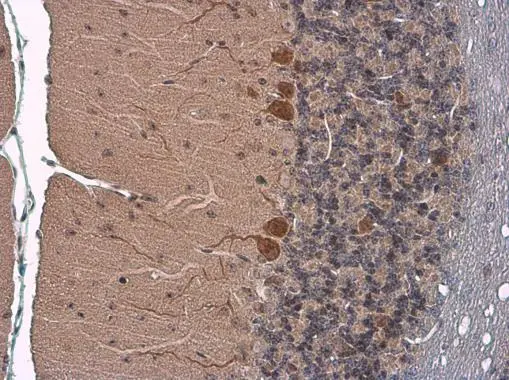 SLC1A7 antibody