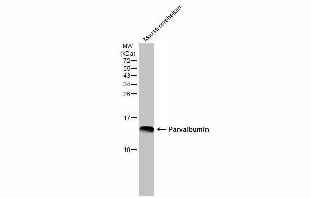Parvalbumin antibody