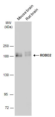 ROBO2 antibody