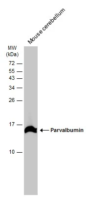 Parvalbumin antibody