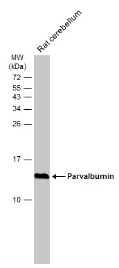 Parvalbumin antibody