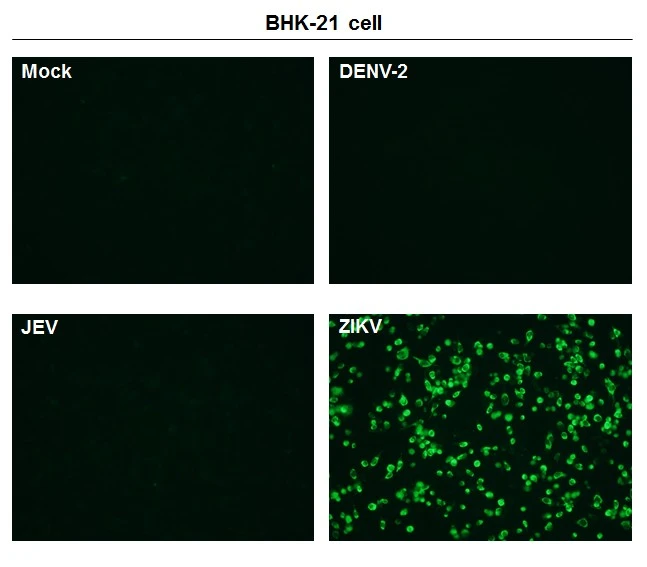 Immunofluorescent analysis of non-infected and infected BHK-21 cells (methanol fixed) using Zika virus Capsid protein antibody (GTX134186). Green: Zika virus Capsid protein antibody (GTX134186) diluted at 1:5000. Immunofluorescent analysis of non-infected and infected BHK-21 cells (methanol fixed) using Zika virus Capsid protein antibody (GTX134186). Green: Zika virus Capsid protein antibody (GTX134186) diluted at 1:5000.