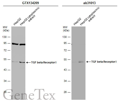 Anti-TGF beta Receptor I antibody (GTX134209) | GeneTex