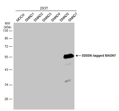 Non-transfected (–) and transfected (+) 293T whole cell extracts (30 μg) were separated by 10% SDS-PAGE, and the membrane was blotted with SMAD7 antibody (GTX134232) diluted at 1:5000. The HRP-conjugated anti-rabbit IgG antibody (GTX213110-01) was used to detect the primary antibody.
