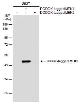 Non-transfected (–) and transfected (+) 293T whole cell extracts (30 μg) were separated by 10% SDS-PAGE, and the membrane was blotted with MEK1 antibody (GTX134234) diluted at 1:5000. The HRP-conjugated anti-rabbit IgG antibody (GTX213110-01) was used to detect the primary antibody. Non-transfected (–) and transfected (+) 293T whole cell extracts (30 μg) were separated by 10% SDS-PAGE, and the membrane was blotted with MEK1 antibody (GTX134234) diluted at 1:5000. The HRP-conjugated anti-rabbit IgG antibody (GTX213110-01) was used to detect the primary antibody.