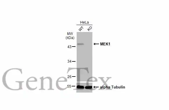 Wild-type (WT) and MEK1 knockout (KO) HeLa cell extracts (30 μg) were separated by 10% SDS-PAGE, and the membrane was blotted with MEK1 antibody (GTX134234) diluted at 1:1000. The HRP-conjugated anti-rabbit IgG antibody (GTX213110-01) was used to detect the primary antibody, and the signal was developed with Trident ECL plus-Enhanced.