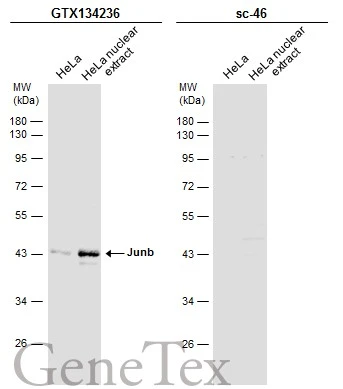 JunB antibody