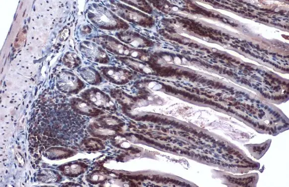 EP300 antibody detects EP300 protein at nucleus by immunohistochemical analysis. Sample: Paraffin-embedded mouse intestine. EP300 stained by EP300 antibody (GTX134238) diluted at 1:1000. Antigen Retrieval: Citrate buffer, pH 6.0, 15 min