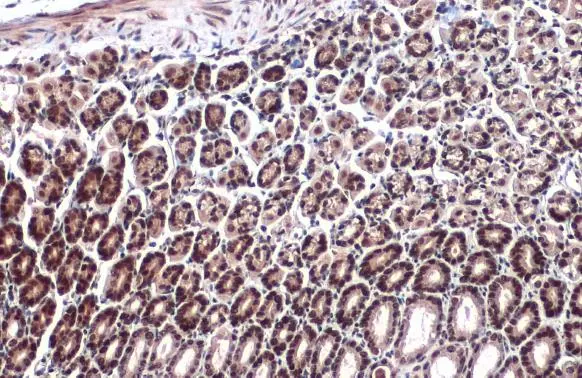 EP300 antibody detects EP300 protein at nucleus by immunohistochemical analysis. Sample: Paraffin-embedded mouse stomach. EP300 stained by EP300 antibody (GTX134238) diluted at 1:1000. Antigen Retrieval: Citrate buffer, pH 6.0, 15 min