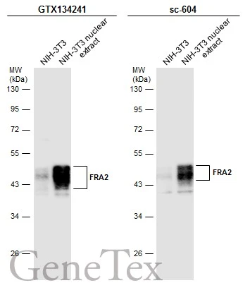 NIH-3T3 whole cell and nuclear extracts (30 μg) were separated by 10% SDS-PAGE, and the membranes were blotted with FRA2 antibody (GTX134241) diluted at 1:5000 and competitor's antibody (sc-604) diluted at 1:1000. The HRP-conjugated anti-rabbit IgG antibody (GTX213110-01) was used to detect the primary antibody. *The competitor is not affiliated with GeneTex and does not endorse this product.