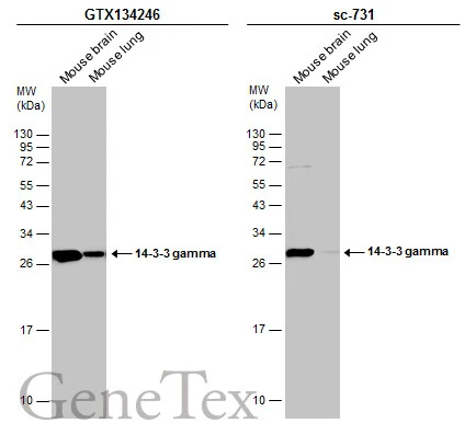 14-3-3 gamma antibody