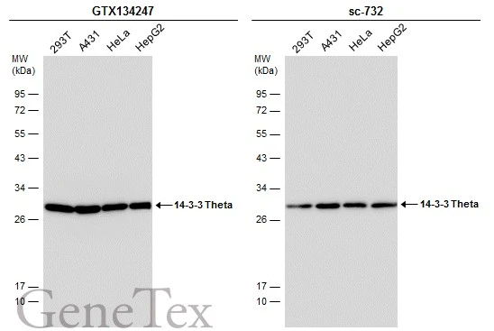 14-3-3 theta antibody