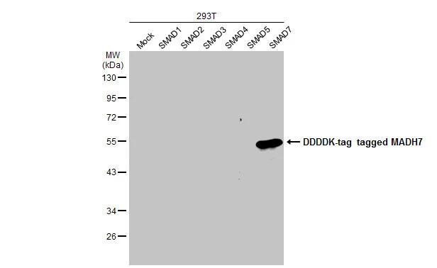 Non-transfected (–) and transfected (+) 293T whole cell extracts (30 μg) were separated by 10% SDS-PAGE, and the membrane was blotted with SMAD7 antibody (GTX134260) diluted at 1:1000. The HRP-conjugated anti-rabbit IgG antibody (GTX213110-01) was used to detect the primary antibody.