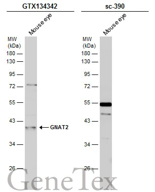 Mouse tissue extract (50 μg) was separated by 10% SDS-PAGE, and the membranes were blotted with GNAT2 antibody (GTX134342) diluted at 1:1000 and competitor's antibody (sc-390) diluted at 1:1000. The HRP-conjugated anti-rabbit IgG antibody (GTX213110-01) was used to detect the primary antibody. *The competitor is not affiliated with GeneTex and does not endorse this product.