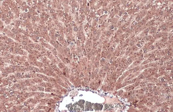 FGFR4 antibody detects FGFR4 protein at cytoplasm by immunohistochemical analysis. Sample: Paraffin-embedded mouse liver. FGFR4 stained by FGFR4 antibody (GTX134355) diluted at 1:500. Antigen Retrieval: Citrate buffer, pH 6.0, 15 min