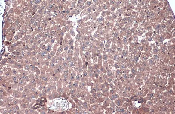 Caspase 6 (cleaved Asp162) antibody detects Caspase 6 (cleaved Asp162) protein at cytoplasm by immunohistochemical analysis. Sample: Paraffin-embedded mouse liver. Caspase 6 (cleaved Asp162) stained by Caspase 6 (cleaved Asp162) antibody (GTX134362) diluted at 1:1000. Antigen Retrieval: Citrate buffer, pH 6.0, 15 min