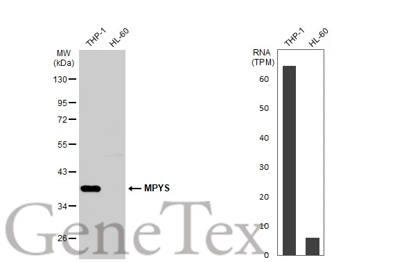 Various whole cell extracts (30 μg) were separated by 10% SDS-PAGE, and the membrane was blotted with STING antibody (GTX134373) diluted at 1:1000. The HRP-conjugated anti-rabbit IgG antibody (GTX213110-01) was used to detect the primary antibody. Corresponding RNA expression data for the same cell lines are based on Human Protein Atlas program.