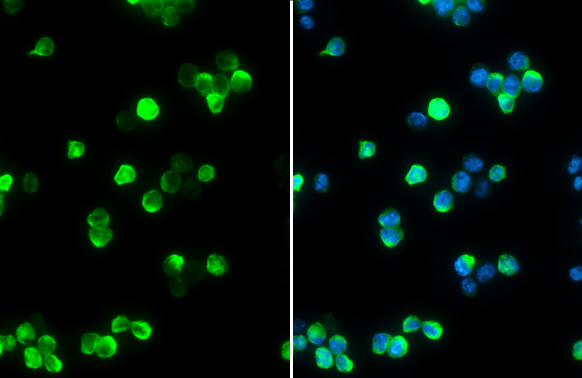 STING antibody detects STING protein at cytoplasm by immunofluorescent analysis. Sample: THP-1 cells were fixed in 4% paraformaldehyde at RT for 15 min. Green: STING stained by STING antibody (GTX134373) diluted at 1:1000. Blue: Fluoroshield with DAPI (GTX30920).