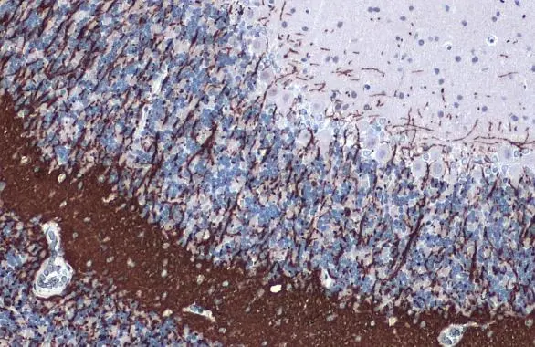 Myelin PLP antibody