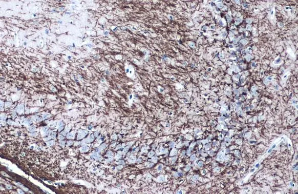 Myelin PLP antibody
