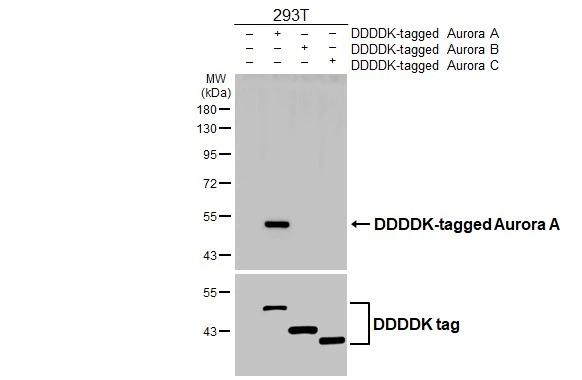 Non-transfected (–) and transfected (+) 293T whole cell extracts (30 μg) were separated by 10% SDS-PAGE, and the membrane was blotted with Aurora A antibody (GTX134467) diluted at 1:5000. The HRP-conjugated anti-rabbit IgG antibody (GTX213110-01) was used to detect the primary antibody.