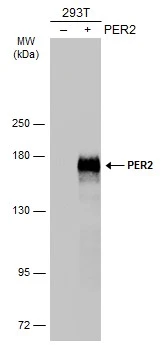 PER2 antibody