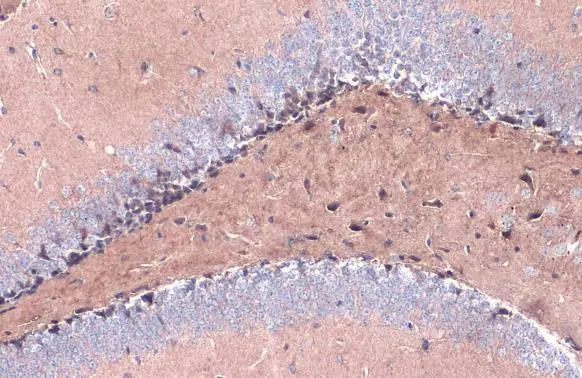 BACE1 antibody detects BACE1 protein at cytoplasm by immunohistochemical analysis. Sample: Paraffin-embedded mouse hippocampus. BACE1 stained by BACE1 antibody (GTX134480) diluted at 1:1000. Antigen Retrieval: Citrate buffer, pH 6.0, 15 min