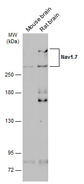 Nav1.7 antibody