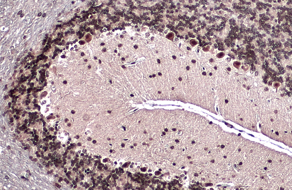 EMX1 antibody