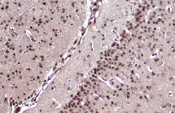 EMX1 antibody