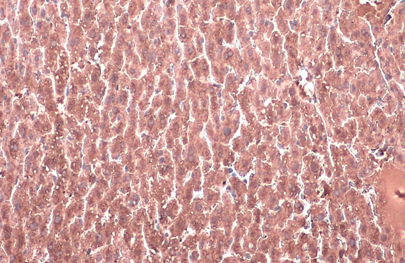 HSD11B1 antibody detects HSD11B1 protein at cytoplasm by immunohistochemical analysis. Sample: Paraffin-embedded mouse liver. HSD11B1 stained by HSD11B1 antibody (GTX134509) diluted at 1:500. Antigen Retrieval: Citrate buffer, pH 6.0, 15 min
