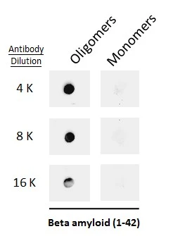Anti-beta Amyloid (1-42) antibody – Conformation Specific Anti-beta Amyloid (1-42) antibody – Conformation Specific