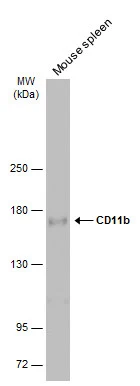 Mouse tissue extract (50 μg) was separated by 5% SDS-PAGE, and the membrane was blotted with CD11b antibody (GTX134542) diluted at 1:1000. The HRP-conjugated anti-rabbit IgG antibody (GTX213110-01) was used to detect the primary antibody.
