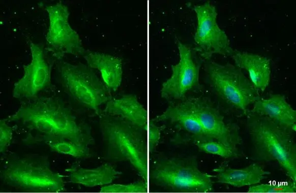 IL33 antibody detects IL33 protein at cytoplasm by immunofluorescent analysis. Sample: HUVEC cells were fixed in 4% paraformaldehyde at RT for 15 min. Green: IL33 stained by IL33 antibody (GTX134566) diluted at 1:500. Blue: Fluoroshield with DAPI (GTX30920).