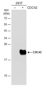 Non-transfected (–) and transfected (+) 293T whole cell extracts (30 μg) were separated by 12% SDS-PAGE, and the membrane was blotted with CDC42 antibody (GTX134588) diluted at 1:1000. The HRP-conjugated anti-rabbit IgG antibody (GTX213110-01) was used to detect the primary antibody.